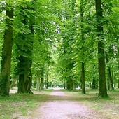 Les arbres du parc